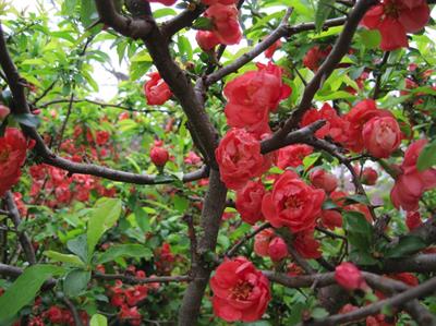 Chaenomeles speciosa